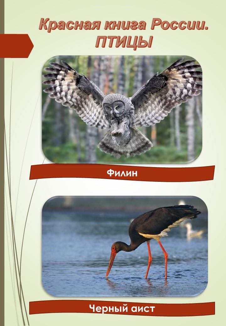 Красная Книга Птицы Фото С Названиями